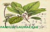 Diapo De Lauraceae