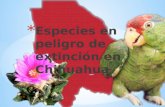 Especies en peligro de extinción en Chihuahua