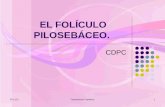 Foliculo Pilosebaceo