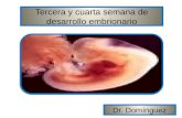 Tercera y cuarta semana de desarrollo embrionario 4