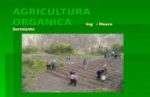 Agricultura organica powerpoint