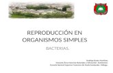 Reproducción en bacterias.
