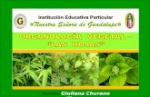 Organología  vegetal   hojas