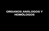 Organos analogos-y-homologo
