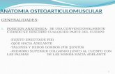 Anatomia osteoarticulomuscular