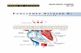 Funciones Vitales V: Cardiovascular (BC16 - PDV 2013)