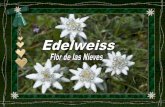 Edelweiss flor de las nieves