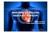 Anatomia y fisiologia basica del corazon [sólo lectura]