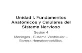 Meninges | Sistema Ventricular | Barrera Hematoencefálica.