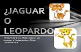 2 ¿jaguar o leopardo
