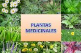 plantas medicinales por Tigse y Jácome