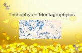 Hongo-Trichophyton mentagrophytes