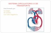 2.sistema circulatorio