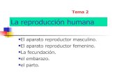 La ReproduccióN Humana T2