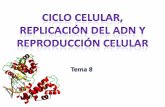 Ciclo celular, Replicación del ADN y Reproducción celular. Tema 8