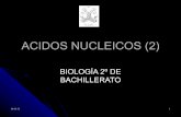Ácidos nucleicos 2