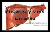 Hígado y vías biliares