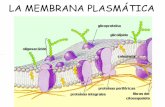 1 membrana plasmática viejo