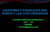 Anatomía y fisiología del riñón y las vías urinarias