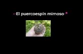 El puercoespín mimoso·