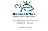 Bioforticiacion Agronomica CIMMYT-Mexico