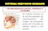 Sistema nervioso 9°