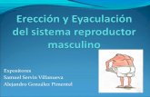 Erección y eyaculación del sistema reproductor masculino