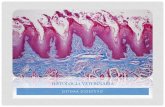 Histología veterinaria sistema digestivo