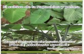 Cultivo de la papa china y pelma, ecuador, provincia de morona santiago, mts. ing.francisco martin armas