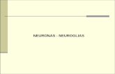 Neurona neuroglia