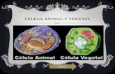 Célula animal y vegetal