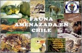 Fauna amenazada en chile