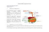 Sistema digestivo anatomia