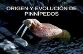 Origen Y EvolucióN De PinníPedos