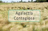 Agalactia Contagiosa