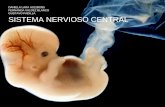 Embriología: Sistema Nervioso Central
