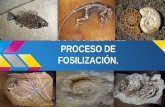 Los fósiles y el proceso de fosilización.