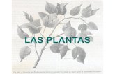 Las plantas clasificacion sencilla