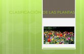 Pwp - Clasificación de las plantas (2012)