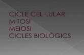 2 mitosi, meiosi, cicles biologics i cel·lular