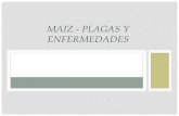 El Cultivo del Maíz: Plagas(Mamíferos, Insectos y Aves) y Enfermedades(Bacterias y Virus) en mexico.
