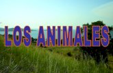 Presentación slideshare LOS ANIMALES