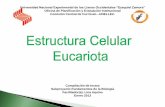 1 estructura celular eucariota