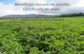 Beneficios del usos de semilla certificada de papa ing. carlos rios