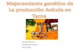evaluacion de producción avicola en tacna