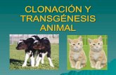 Clonación y transgénesis animal 2006