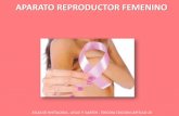 Sistema reproductor femenino histologia