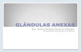 ANATOMIA Y FISIOLOGIA SABATINO Y NOCTURNO: Glándulas Anexs