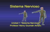 Sistema nervioso y Neuronas