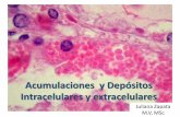 Acumulaciones  y depósitos intracelulares y extracelulares